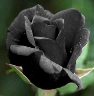 1128125127_CDataMyPicturesRose1.JPG