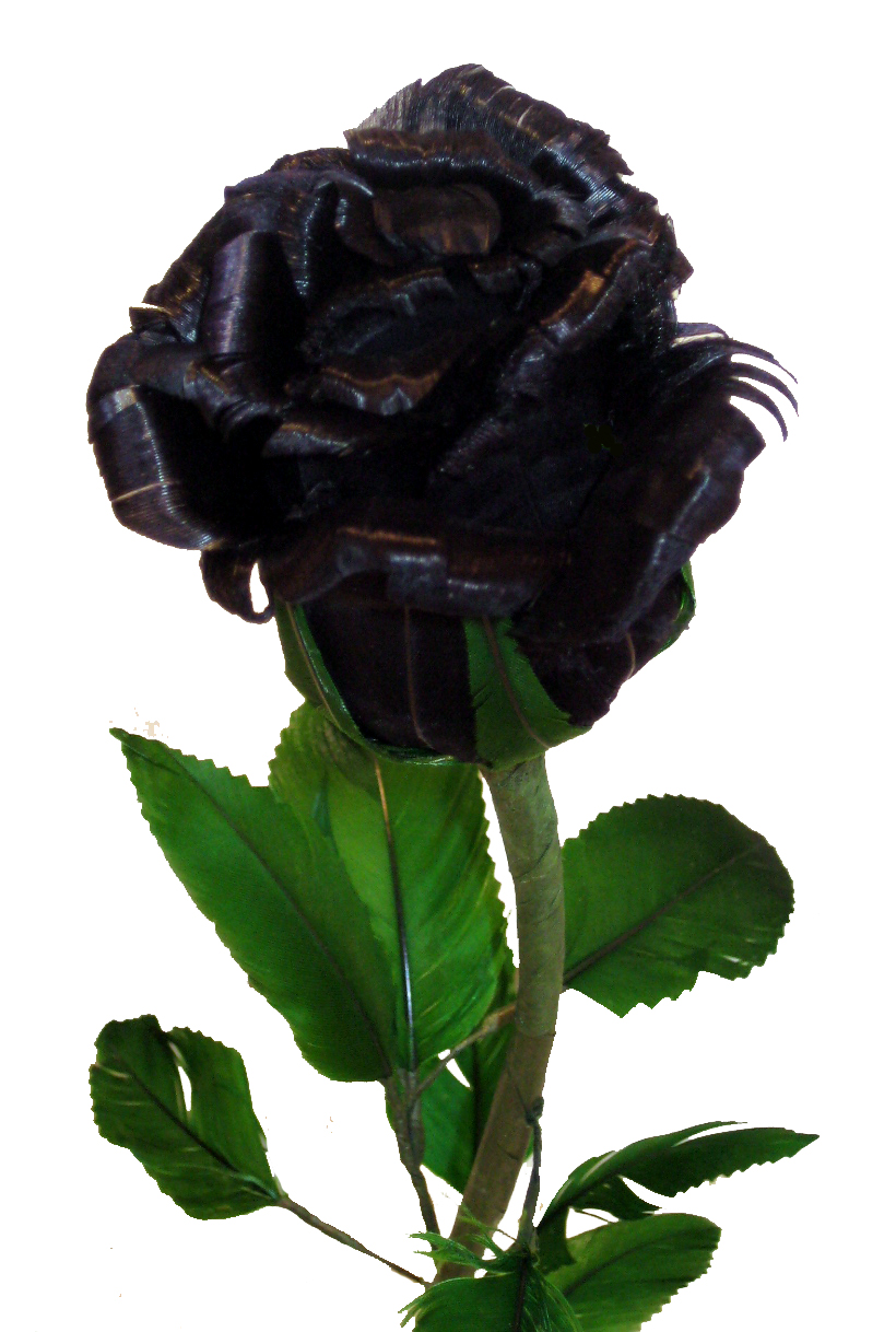 black_rose_budding.jpg