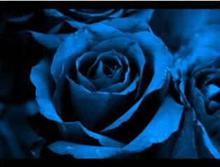 blue-rose.gif