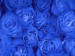 Blue roses.JPG
