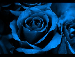 blue-rose.gif
